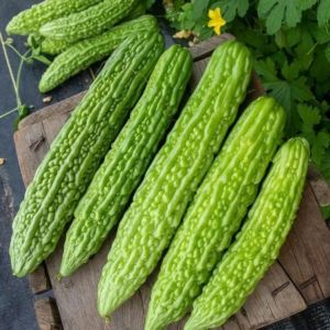 Green Fresh Bitter Gourd, Packaging Size : 25-50kg Gunny Bag