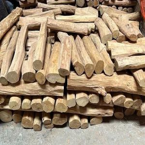 A Grade Yellow Sandalwood Logs