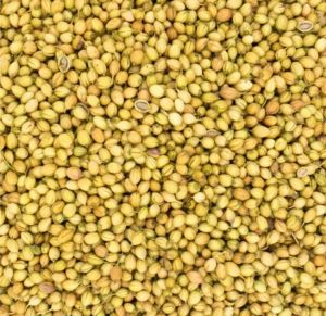 Brown Organic Coriander Seeds, Seed Type : Natural Food Grade