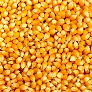 Cleaned Yellow Maize Grain, Packaging Type : 50kg PP Bag