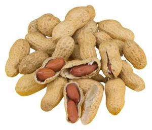 Raw Groundnut In Shell