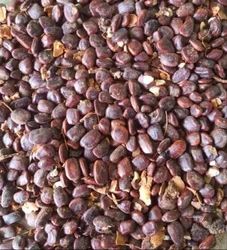 Black Whole Tamarind Seeds, Packaging Type : 1kg Pouch Below 10%