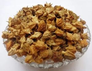 Dried Brown A Grade Gokhru Seed, Packaging Type : Bags