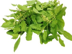 Pure Dried Tulsi Leaf, Color : Green