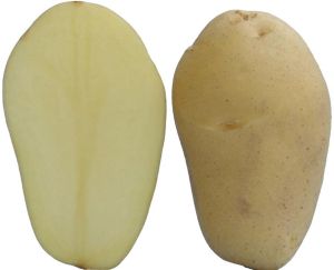 Surya potato
