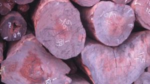 Round Red Sal Wood, Thickness : 75-100mm