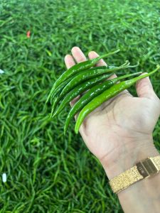 fresh green chilli