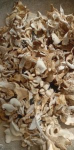 oyster mushroom