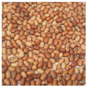 Brown Bold Cowpeas Beans