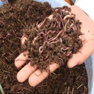 Organic Vermicompost Fertilizer, Purity : 100%, Packaging Type : Bag