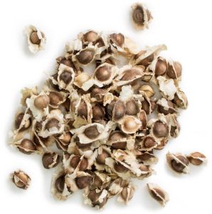 Moringa Seeds