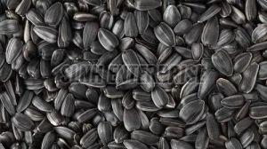 Dried Black Sunflower Seeds, Packaging Type : In Resealable Bags