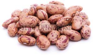 Natural Dried Pinto Beans, Color : Light Brown With Speckles