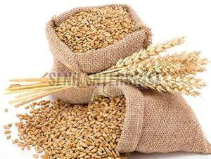 Dried Wheat Seeds, Seed Type : Natural, Grade Standard : Food Grade