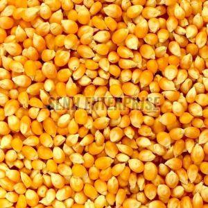 Dried Yellow Corn 12%, Purity : 99%, Packaging Type : PP Baag