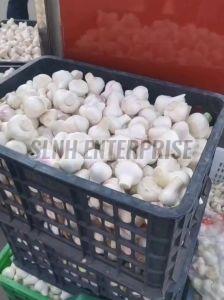 Fresh Garlic for Consumption