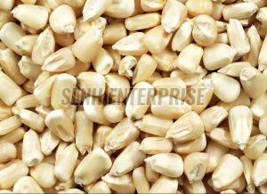 Natural White Maize Seed, Grade Standard : Food Grade