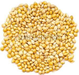 Organic Sorghum, Color : Creamy 12%
