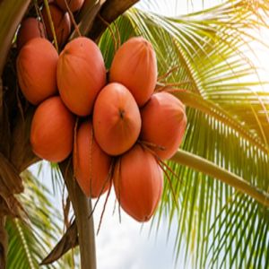 Organic Soft Semi Husked Fresh Red Coconut (King Coconut)