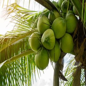 Organic Soft Green Fresh Tender Coconut, Packaging Size : 20Kg, 50Kg