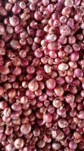Red fresh onions, Cultivation Type : Natural Gunny Bag, Net Bag