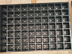 Plain Polished Plastic 70 Cavity Square Seedling Tray