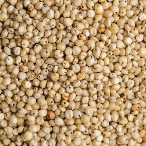 A Grade Sorghum Millet
