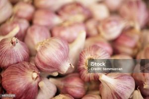 Garlic