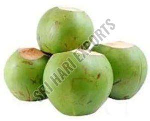 Green Tender Coconut for Consumption