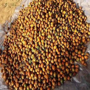Natural Raw Areca Nuts 6-12 Months, Packaging Type : Bag