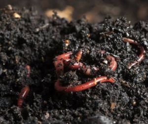 Organic Composting Culture, Standard : Bio Grade