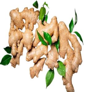 Natural Fresh Ginger, Packaging Size : 50Kg Loose for Spices