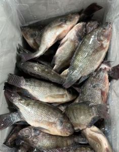 Frozen Tilapia Fish