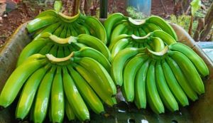 Fresh Green Banana