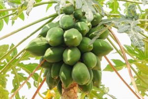 Fresh Green Papaya