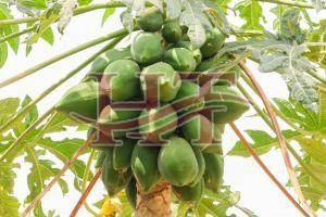 Natural Fresh Green Papaya, Packaging Size : 5-25kg