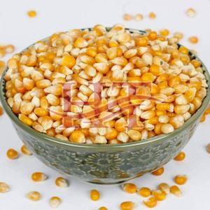 Yellow Maize Seeds, Packaging Size : 25-50kg