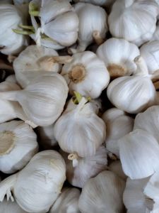 Garlic, Packaging Type : White for Cooking