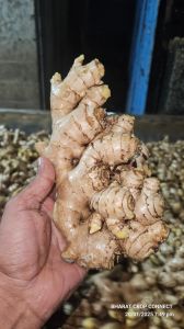 Natural fresh ginger, Form : Whole for Food, Cooking