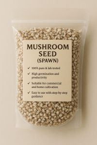 Mushroom Seeds, Packaging Type : PP Bag, Packaging Size : 500 Gm