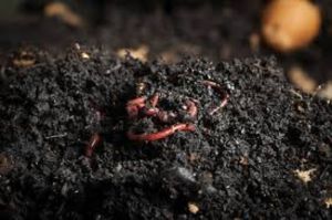 vermicompost