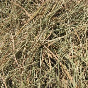 Dry Straw Fodder