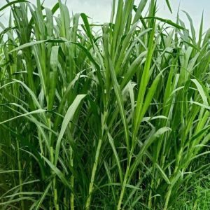 Napier Grass Fodder