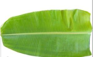 Green Banana Leaf