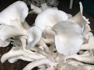 White Organic Fresh Oyster Mushroom, Packaging Size : 200 Gm Carton