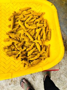 SSP Global turmeric finger, Packaging Type : Dark Yellow