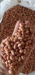 groundnut seeds