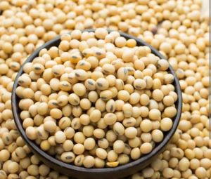 Soybean Seed