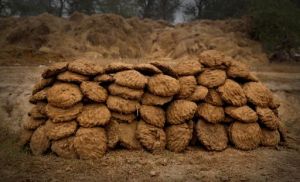 Fresh Cow Dung