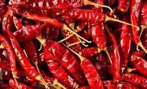 Red Chilli Red Chilli